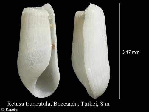 Retusa truncatula