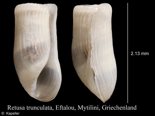 Retusa truncatula