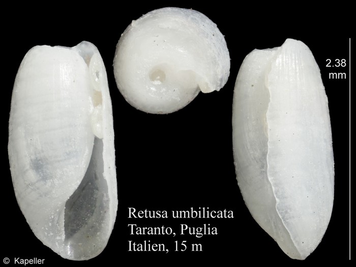 Retusa umbilicata