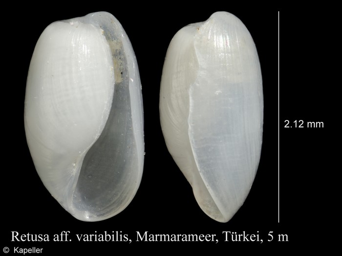 Retusa variabilis Retusa variabilis