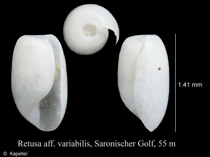 Retusa variabilis Retusa variabilis