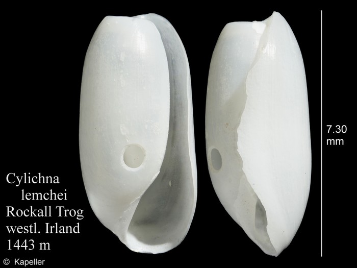 Cylichna lemchei Cylichna lemchei