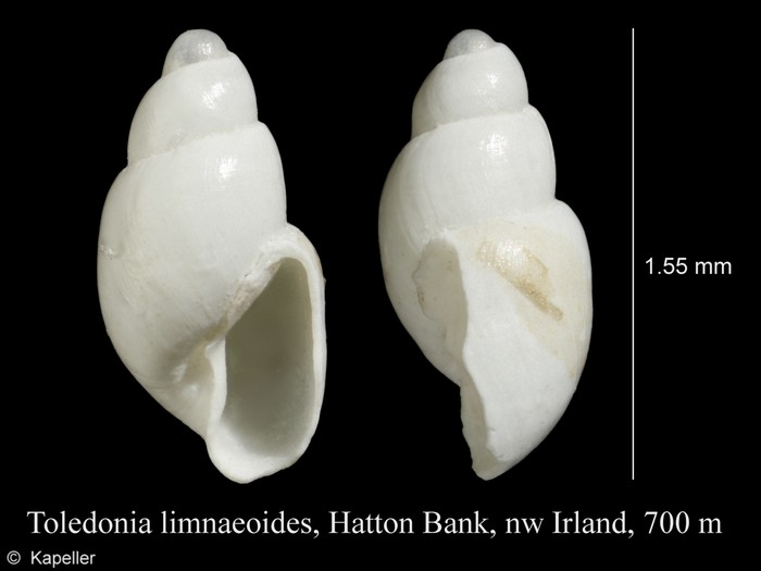 Toledonia limnaeoides Toledonia limnaeoides