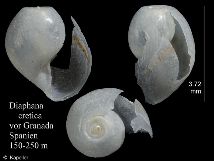 Diaphana cretica Diaphana cretica