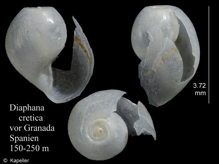 Diaphana cretica