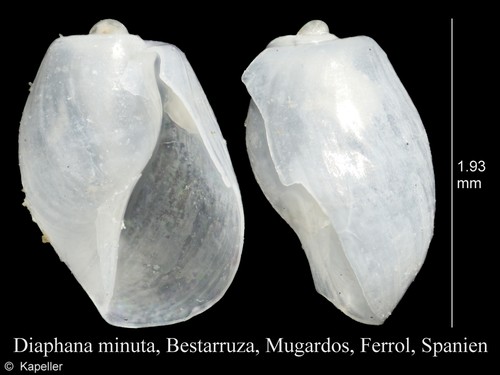 Diaphana minuta