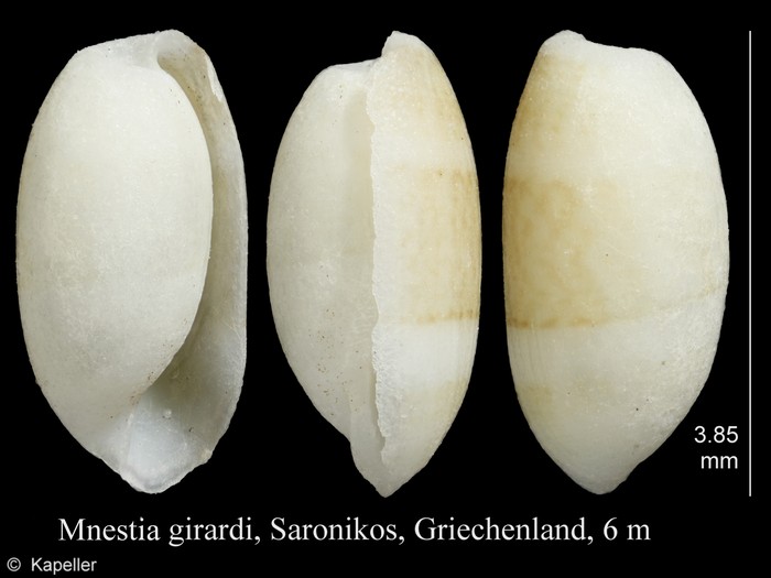 Mnestia girardi Mnestia girardi