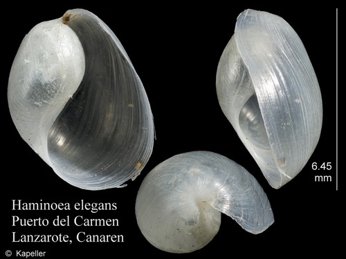 Haminoea elegans