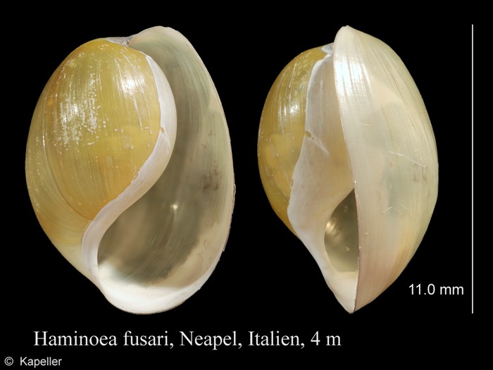 Haminoea fusari Haminoea fusari