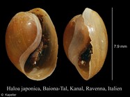 Haloa japonica