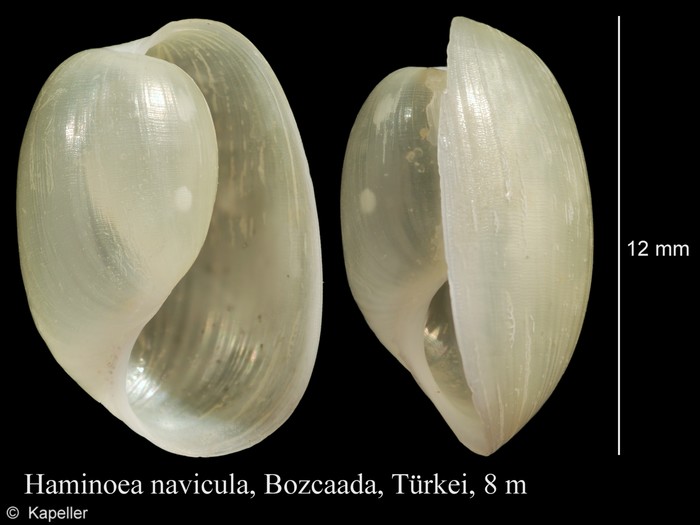 Haminoea navicula