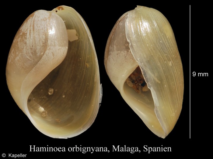 Haminoea orbignyana Haminoea orbignyana