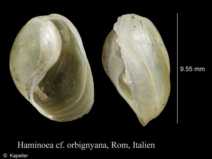 Haminoea orbignyana