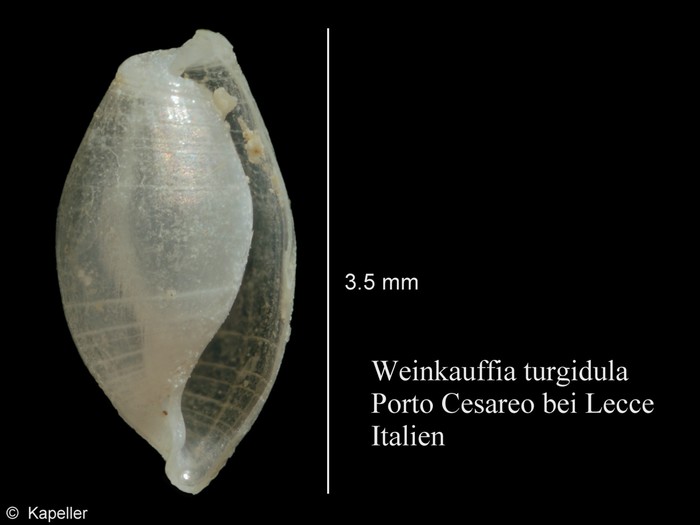 Weinkauffia turgidula