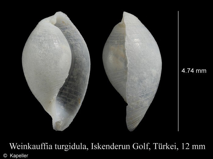 Weinkauffia turgidula