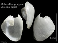 Melanochlamys algirae