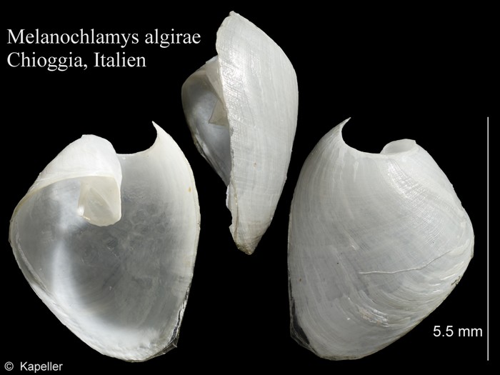 Melanochlamys algirae Melanochlamys algirae