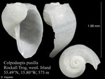 Cephalaspidea