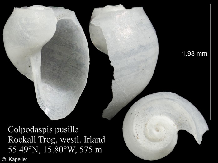 Colpodaspis pusilla