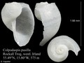 Mollusca (molluscs)