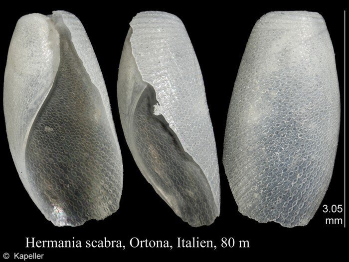 Hermania scabra