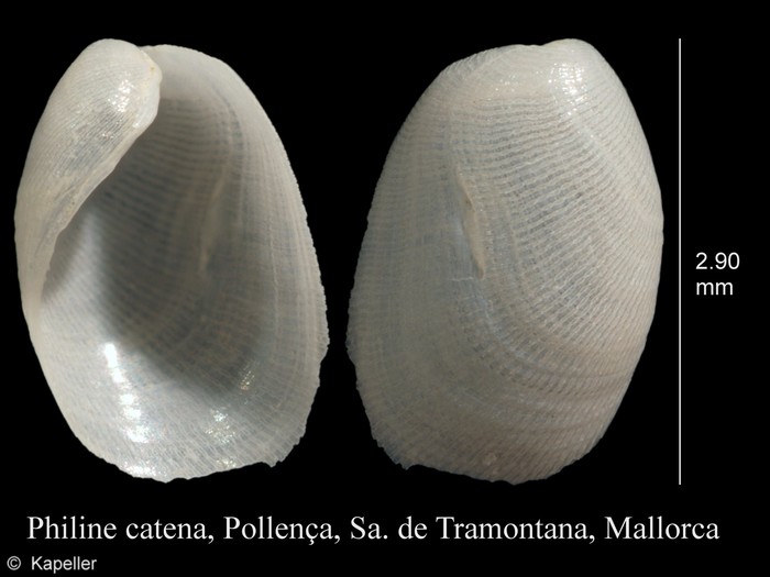 Philine catena Philine catena