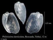 Philinissima denticulata