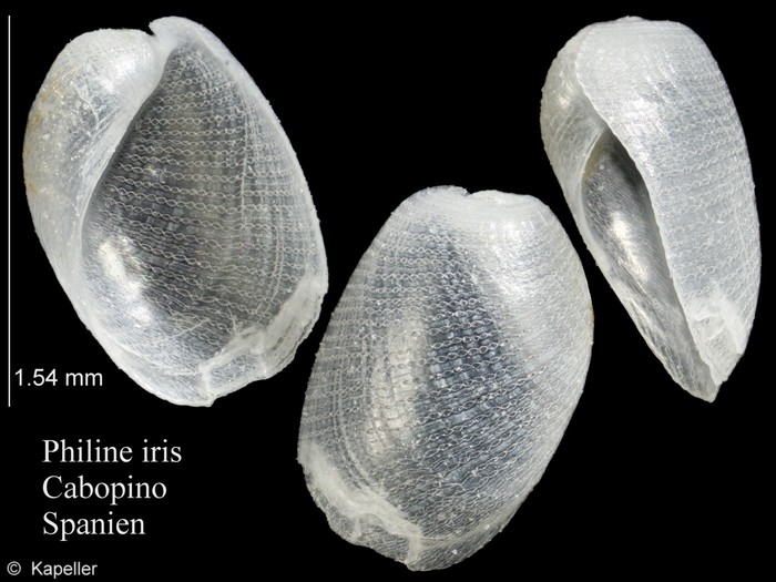 Philine iris Philine iris