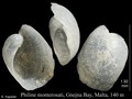 Mollusca (molluscs)