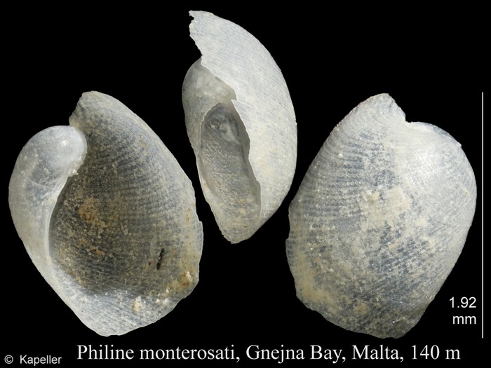 Philine monterosati Philine monterosati