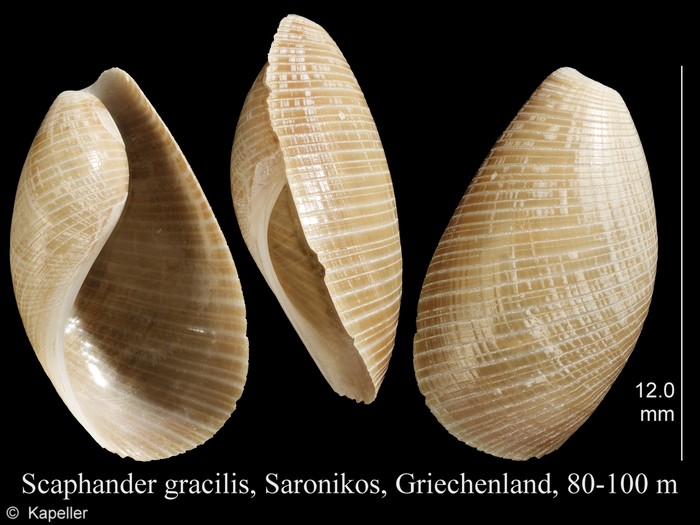 Scaphander gracilis Scaphander gracilis