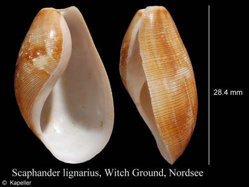 Scaphander lignarius