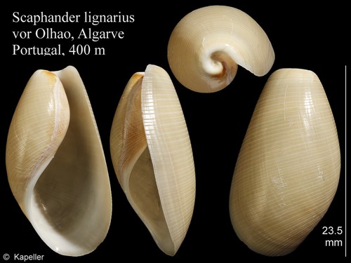 Scaphander lignarius