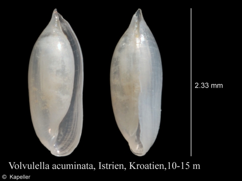 Volvulella acuminata