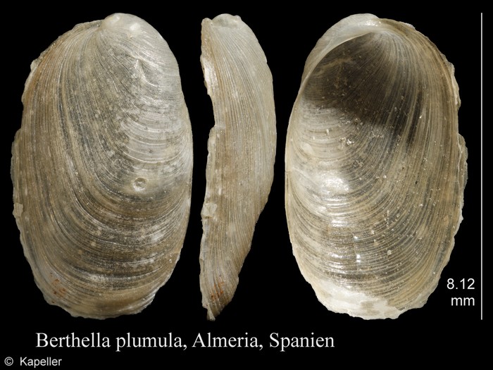 Berthella plumula