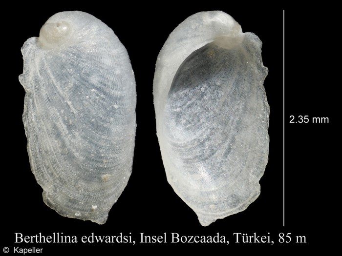 Berthellina edwardsii Berthellina edwardsii
