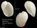 Mollusca (molluscs)