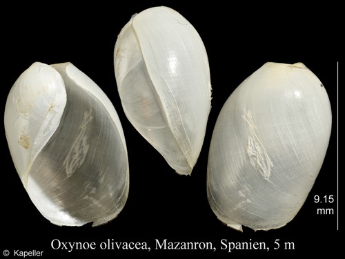 Oxynoe olivacea