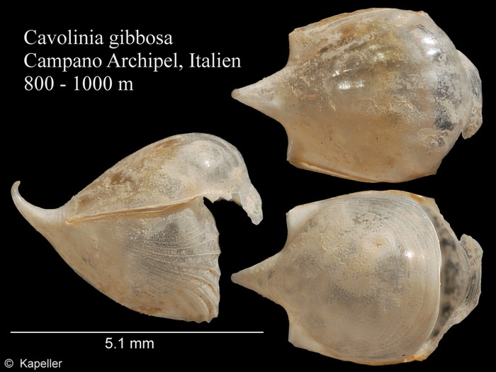 Cavolinia gibbosa Cavolinia gibbosa