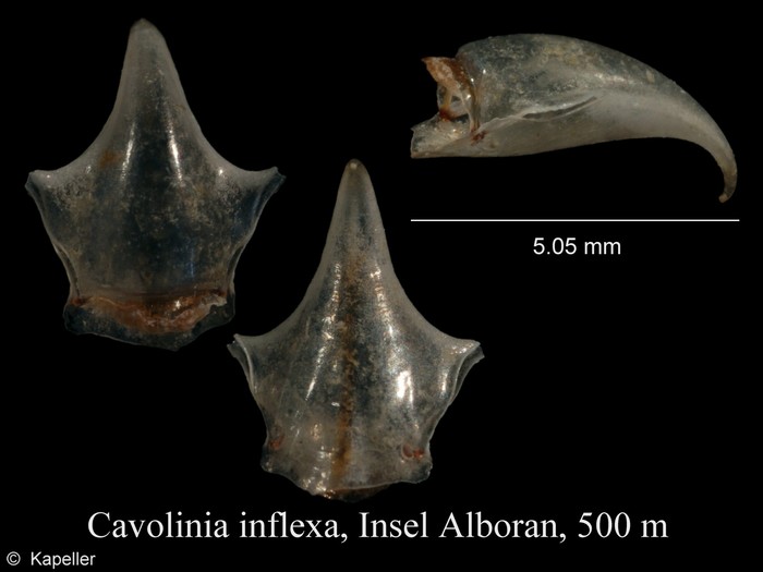 Cavolinia inflexa