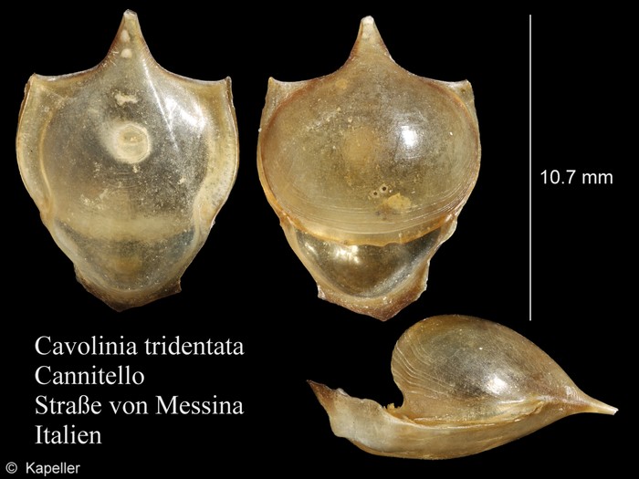 Cavolinia tridentata