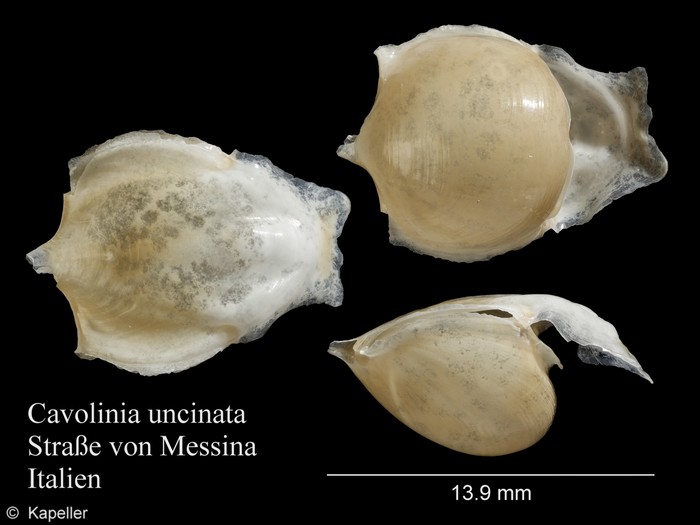 Cavolinia uncinata