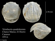 Telodiacria quadridentata