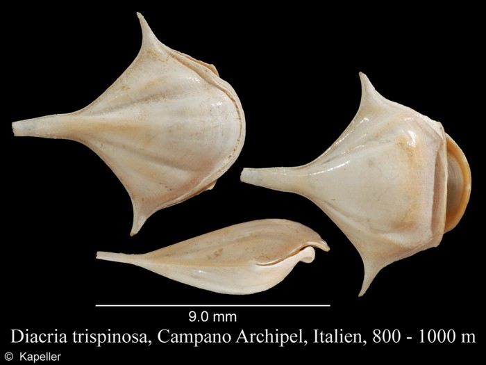 Diacria trispinosa