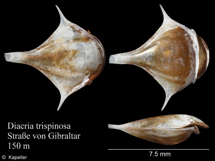 Diacria trispinosa