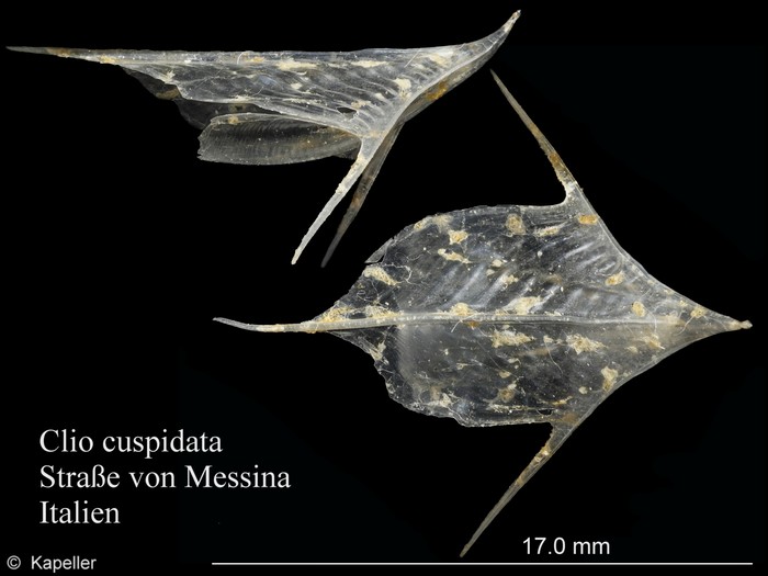 Clio cuspidata Clio cuspidata