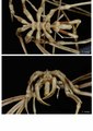 Chelicerata (sea spiders & mites)