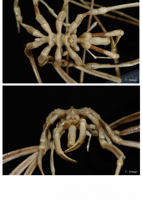 Nymphon unguiculatum Nymphon unguiculatum