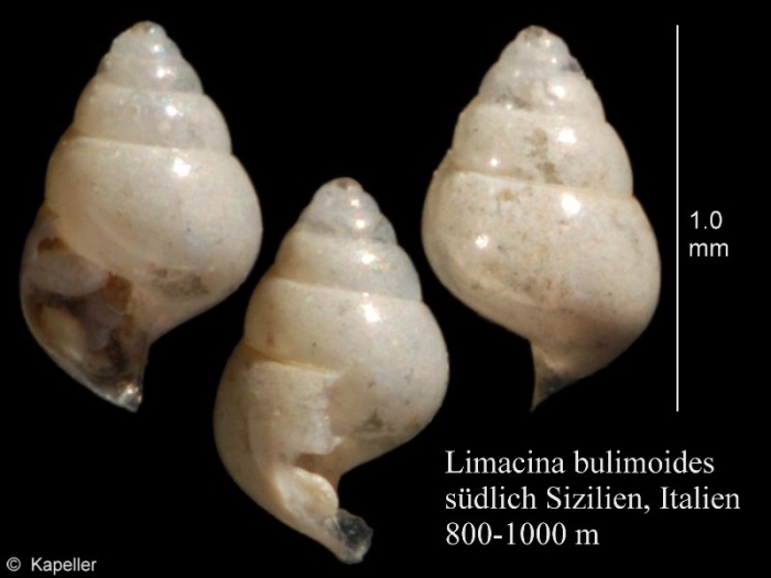 Limacina bulimoides