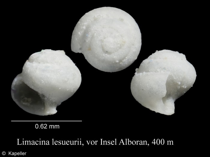 Limacina lesueurii Limacina lesueurii